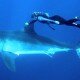 Відео, що змушує серце завмирати: про безстрашну жінку-дайвера, яка може плавати з убивцею Великою білою акулою