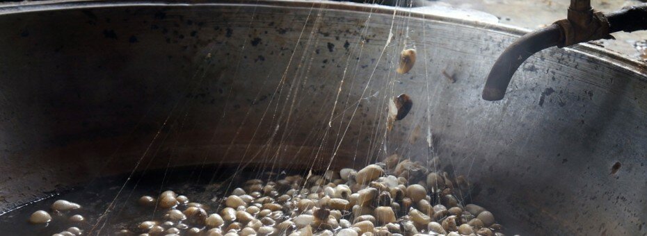 silk-producing-killing-butterflies